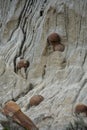 Cannonball shaped rocks in the Badlands of North Dakota