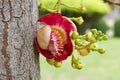 Canonball flower (Couroupita guianensis) Royalty Free Stock Photo