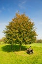 Canons under the tree Royalty Free Stock Photo