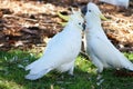 Canoodling cockatoos Royalty Free Stock Photo