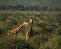 Canoodling giraffe