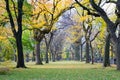 Canopy of American elms in Central Park Royalty Free Stock Photo