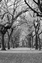 Canopy of American elms in Central Park Royalty Free Stock Photo