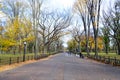 Canopy of American elms in Central Park