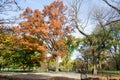 Canopy of American elms in Central Park Royalty Free Stock Photo