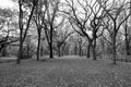 Canopy of American elms in Central Park