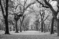 Canopy of American elms in Central Park Royalty Free Stock Photo