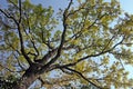 Canopy of Autumn Tree Royalty Free Stock Photo