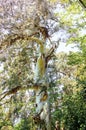 Canopy of big Australian Eucalyptus tree looking up
