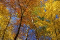 Canopy of birch and maple leaves Royalty Free Stock Photo