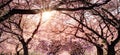 Canopy of blossoming cherry trees and the sun Royalty Free Stock Photo