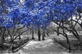 Canopy of blue trees in surreal black and white landscape scene Royalty Free Stock Photo