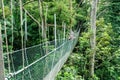 Canopy bridge Royalty Free Stock Photo