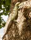 A large green and black striped iguana pauses as it ascends a tree. Royalty Free Stock Photo