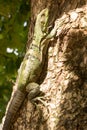 A large green and black striped iguana pauses as it ascends a tree. Royalty Free Stock Photo
