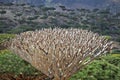 Canopy of dead dragon tree