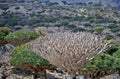 Canopy of dead dragon tree