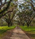 Canopy Road Lined with Moss Covered Trees Royalty Free Stock Photo