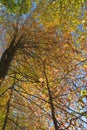 Canopy of fall colors. Royalty Free Stock Photo