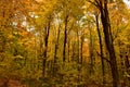 A Canopy of Fall Foliage