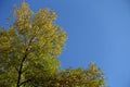 Canopy of Fraxinus pennsylvanica with autumnal foliage against blue sky in October Royalty Free Stock Photo