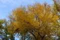 Canopy of Fraxinus pennsylvanica tree with autumnal foliage in October