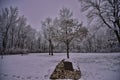 Canopy of frosty trees at Blue Mounds State Park Memorial