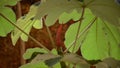 Canopy and fruit of embauba tree Cecropia.