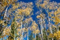 Canopy of golden fall aspen trees contrast against a clear blue sky background in colorful Colorado fall landscape