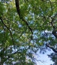Canopy of Green Leaves Royalty Free Stock Photo