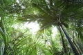 Canopy of jungle Royalty Free Stock Photo