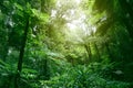 Canopy of jungle Royalty Free Stock Photo