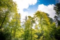 Canopy of leafy green trees in a spring forest Royalty Free Stock Photo