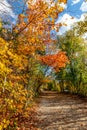 Canopy losing its leaves but not colors - Beautiful fall in Central Canada Royalty Free Stock Photo