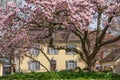 Canopy of magnolia blossom with house of government of Brugg city