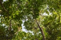 Canopy of mangrove trees in mangrove forest as seen in Lekki Conservation Center in Lekki, Lagos Nigeria. Royalty Free Stock Photo