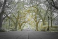 Canopy of Oaks and Fountain at Forsyth Park Royalty Free Stock Photo