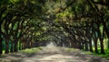 Canopy of Oaks at Wormsloe Plantation Royalty Free Stock Photo