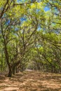 Canopy of old live oak trees draped in spanish moss. Royalty Free Stock Photo