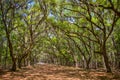 Canopy of old live oak trees draped in spanish moss. Royalty Free Stock Photo