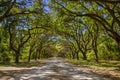 Canopy of old live oak trees draped in spanish moss. Royalty Free Stock Photo