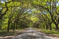 Canopy of old live oak trees draped in spanish moss. Royalty Free Stock Photo