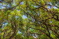 Canopy of old live oak trees draped in spanish moss. Royalty Free Stock Photo