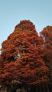Canopy Pine Tree Fall Season