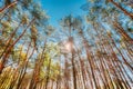 Canopy Of Pines Trees. Upper Branches Of Woods In Coniferous For Angle View. Royalty Free Stock Photo