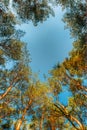 Canopy Of Pines Trees. Upper Branches Of Woods In Coniferous Forest Royalty Free Stock Photo