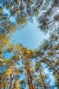 Canopy Of Pines Trees. Upper Branches Of Woods In Coniferous Forest Royalty Free Stock Photo