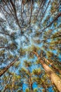 Canopy Of Pines Trees. Upper Branches Of Woods In Coniferous Forest Royalty Free Stock Photo