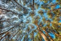 Canopy Of Pines Trees. Upper Branches Of Woods In Coniferous Forest Royalty Free Stock Photo