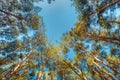 Canopy Of Pines Trees. Upper Branches Of Woods In Coniferous Forest Royalty Free Stock Photo